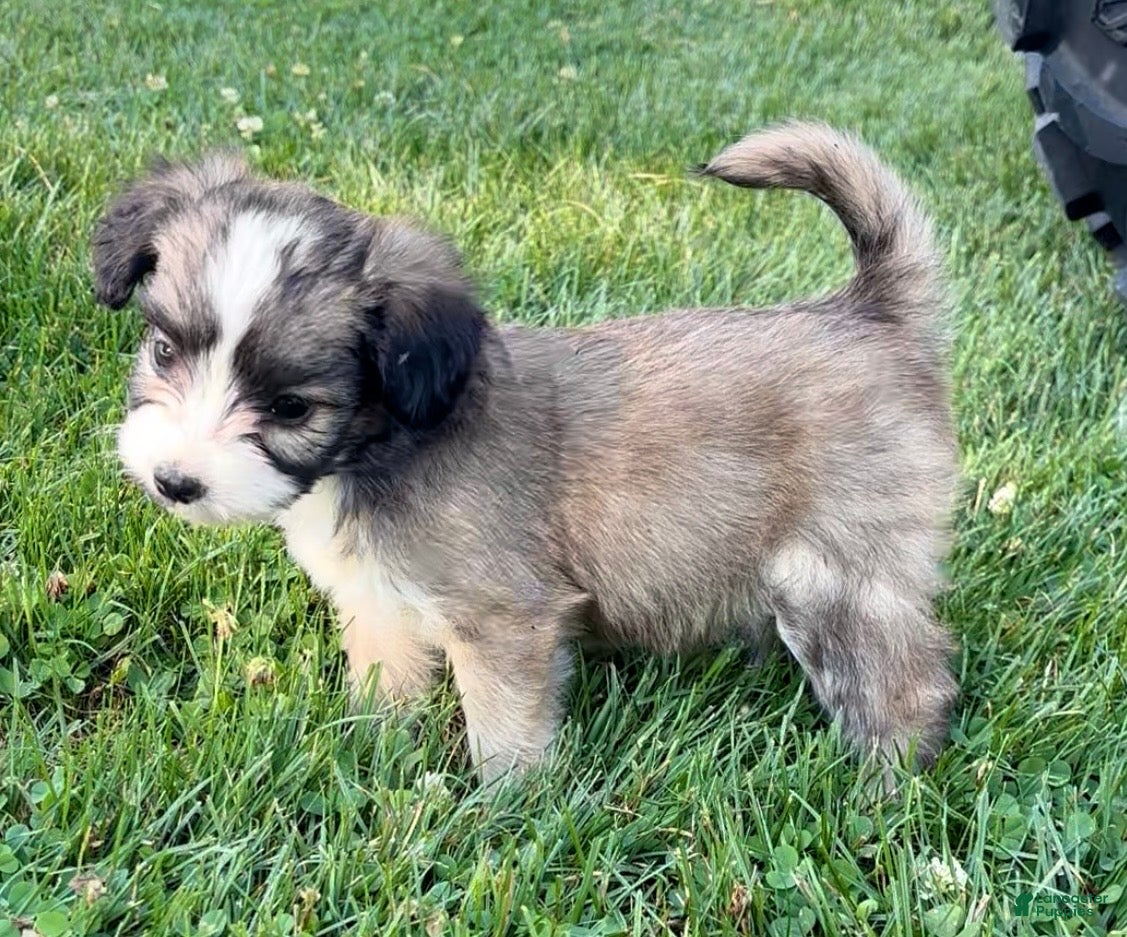 Mini Aussiedoodle dogs Molly - Ad 2