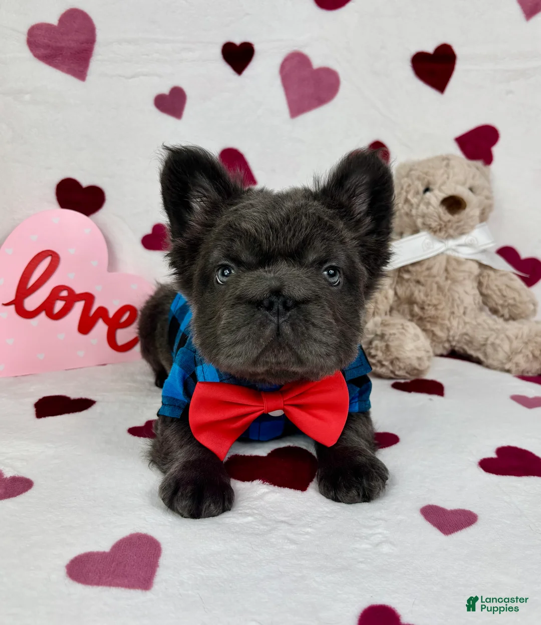 French Bulldog dogs for sale: Sonny - Ad 2