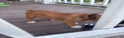 Boxer dogs for sale: Sabine - Ad 6