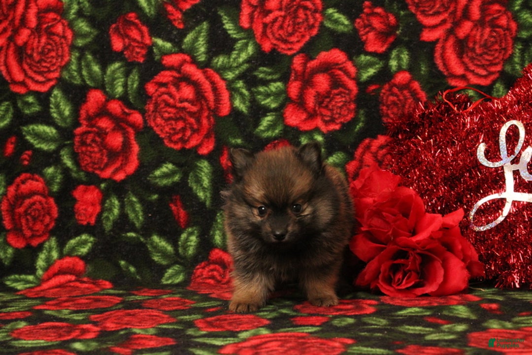 Pomeranian dogs for sale: Landan - Ad 3
