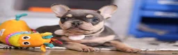 French Bulldog dogs for sale: Bebe - Ad 4