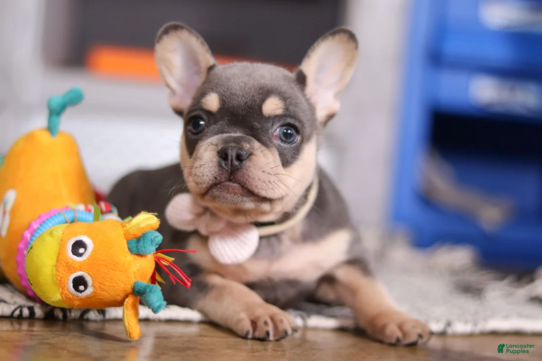 French Bulldog dogs for sale: Bebe - Ad 4
