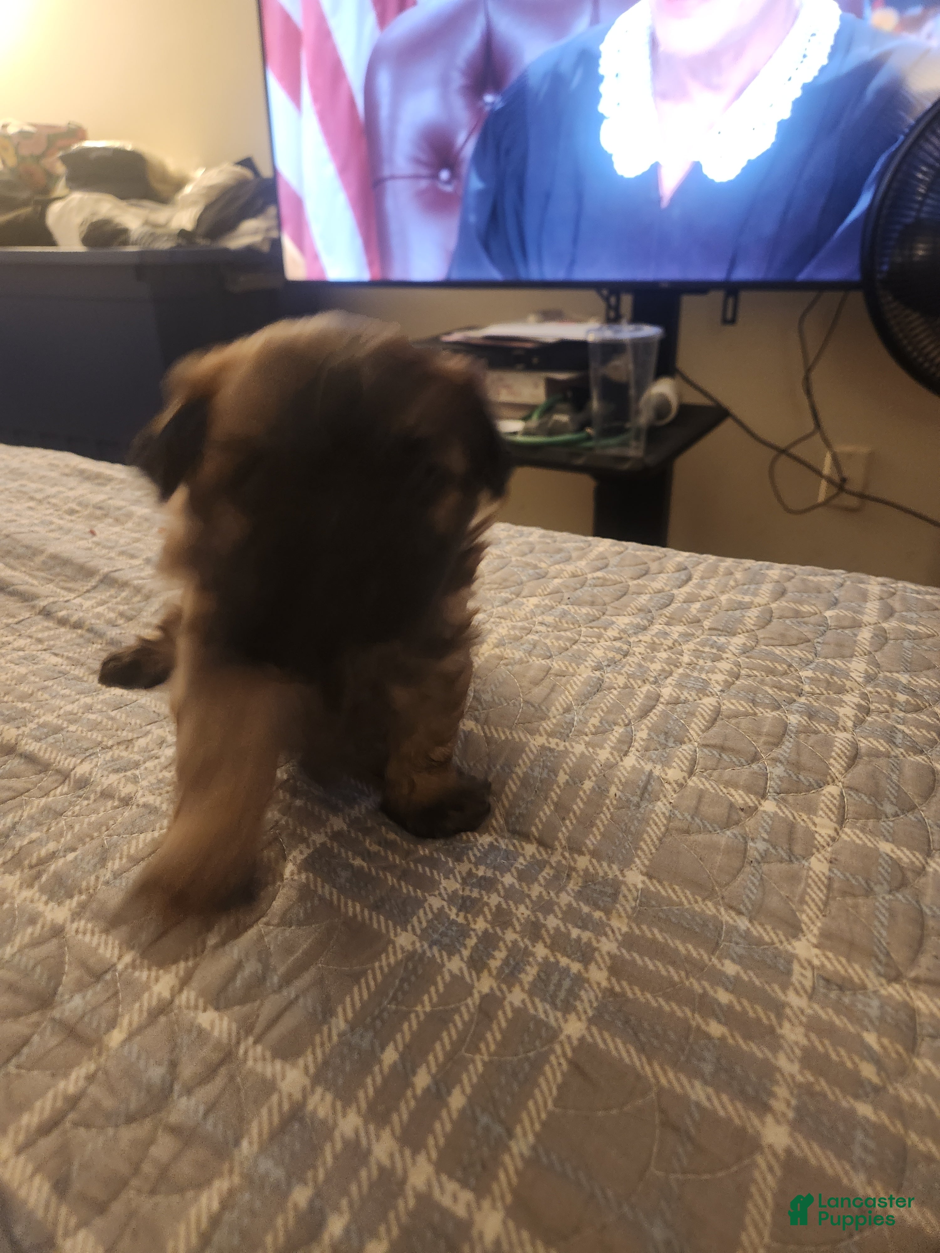 Shih Tzu dogs Shih Tzu Puppy 3 - Ad 37