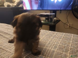 Shih Tzu dogs Shih Tzu Puppy 3 - Ad 37