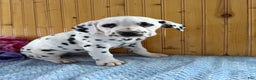 Dalmatian dogs for sale: Trinity - Ad 18