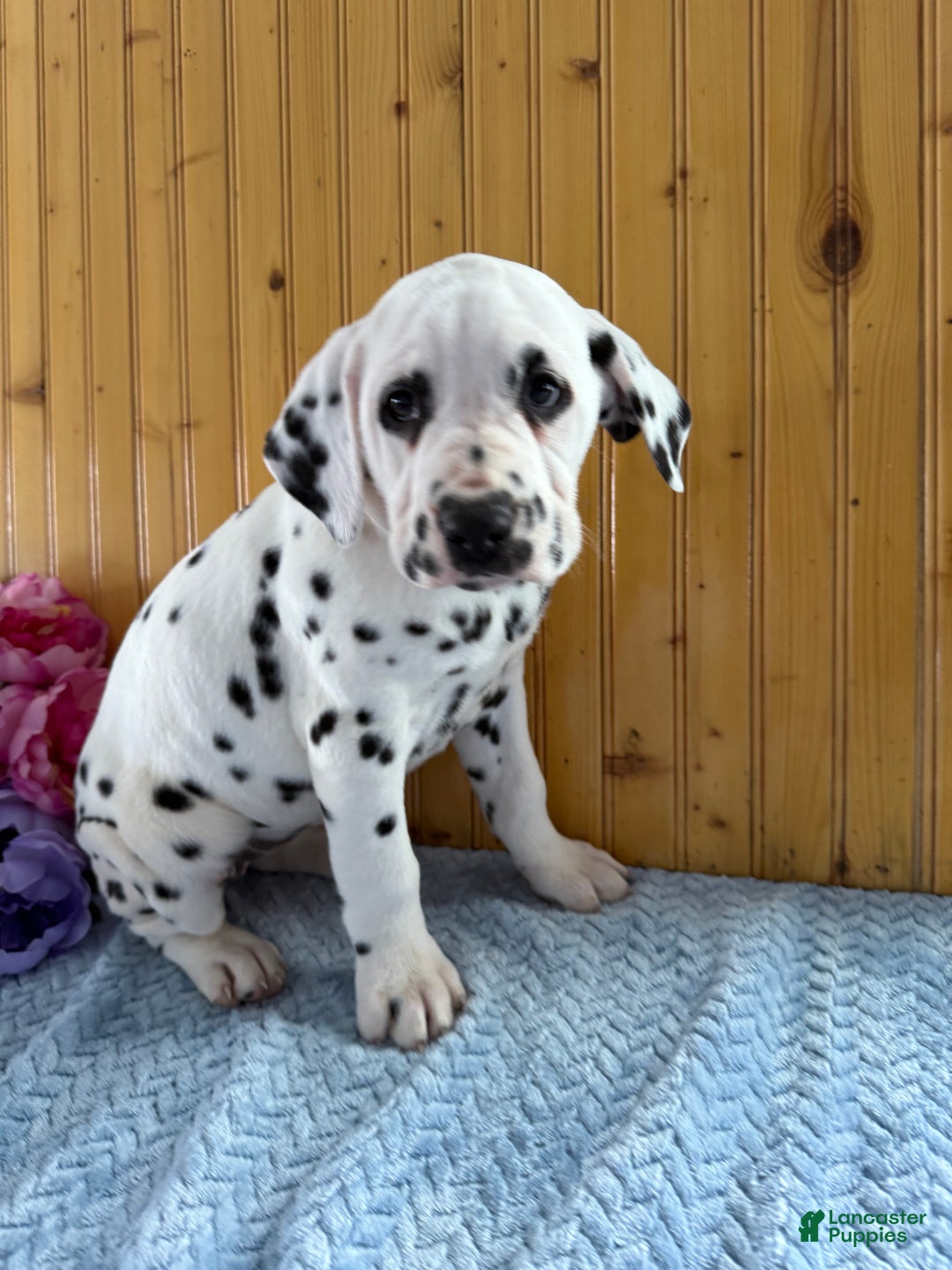 Dalmatian dogs for sale: Trinity - Ad 18