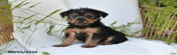 Yorkshire Terrier dogs for sale: Nicky - Ad 5