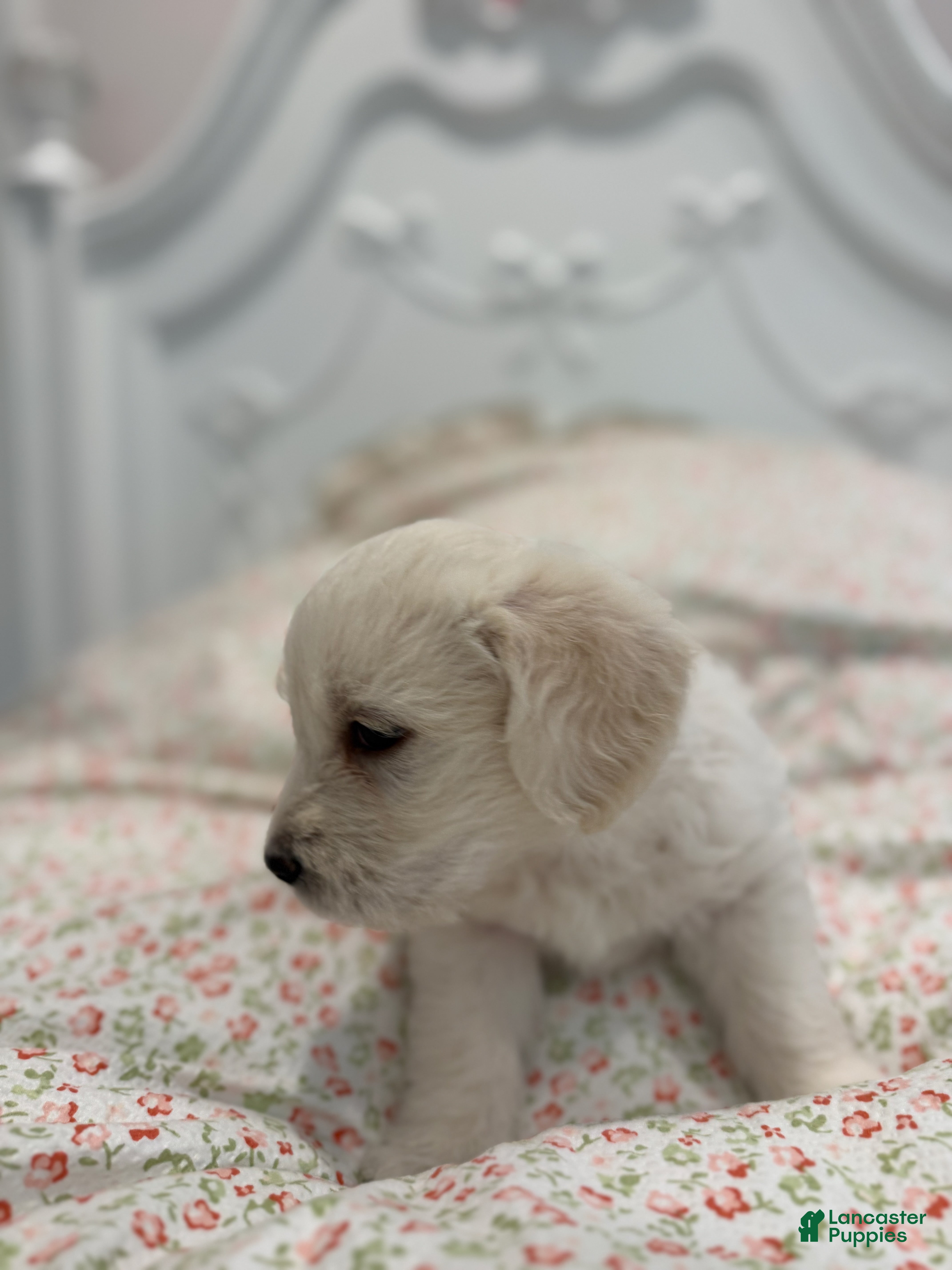 Labradoodle dogs Calvin - Ad 2