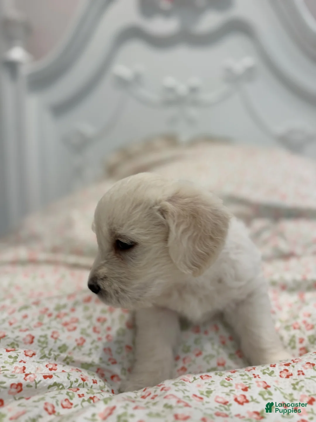 Labradoodle dogs for sale: Calvin - Ad 2