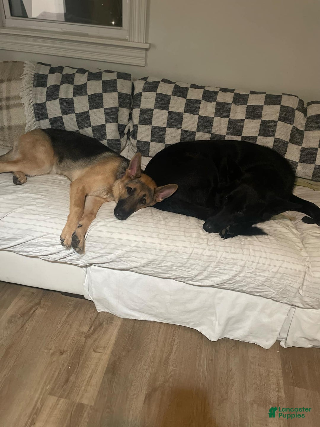 German Shepherd dogs for sale: Sugar/purple collar - Ad 21