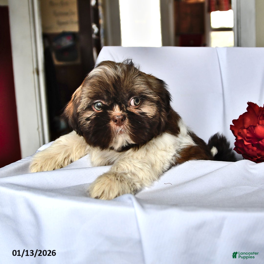Shih Tzu dogs for sale: Mace - Ad 4
