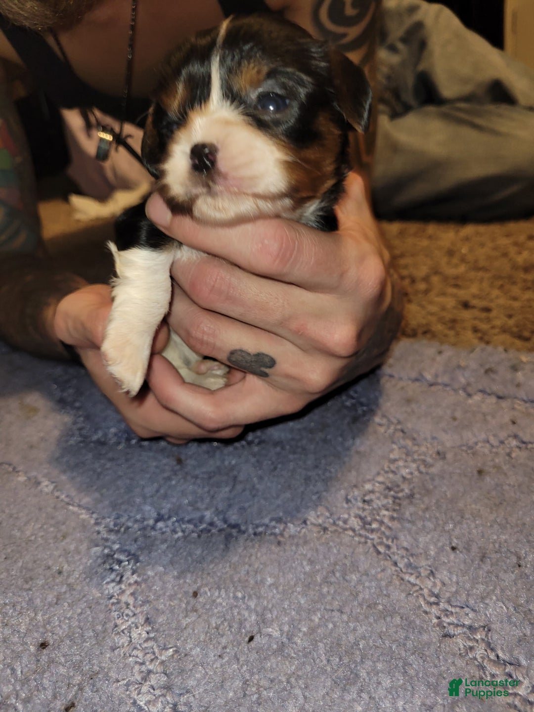 Cavalier King Charles Spaniel dogs for sale: Prince Louis - Ad 9