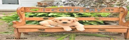 Golden Retriever dogs for sale: Dasher - Ad 4