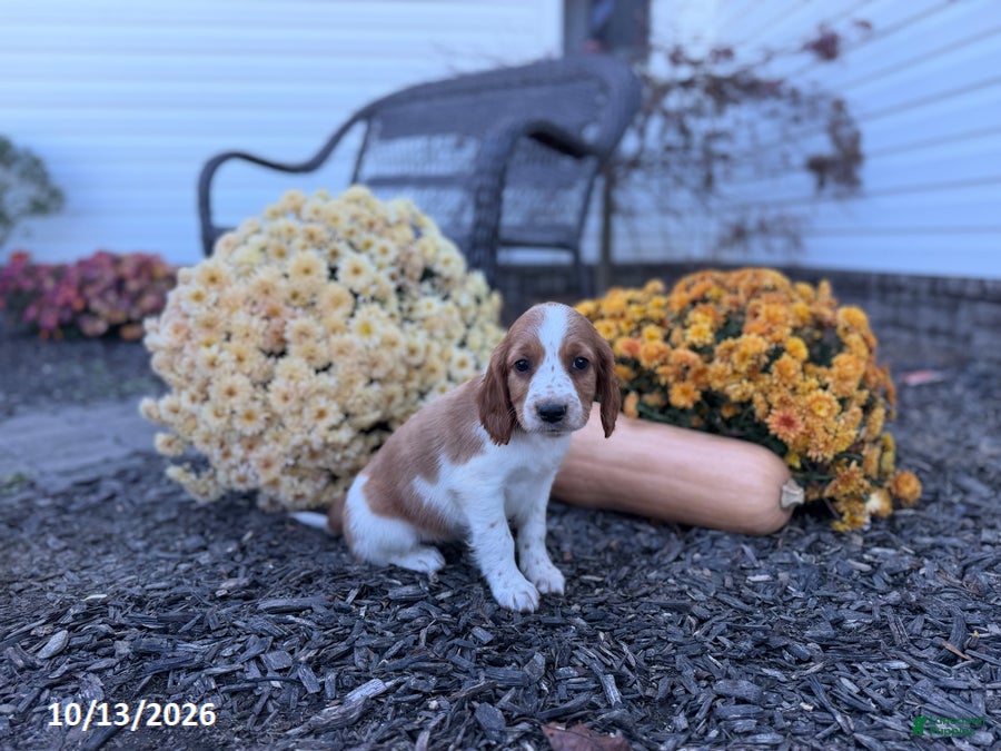 Welsh Springer Spaniel dogs for sale: Lady - Ad 1
