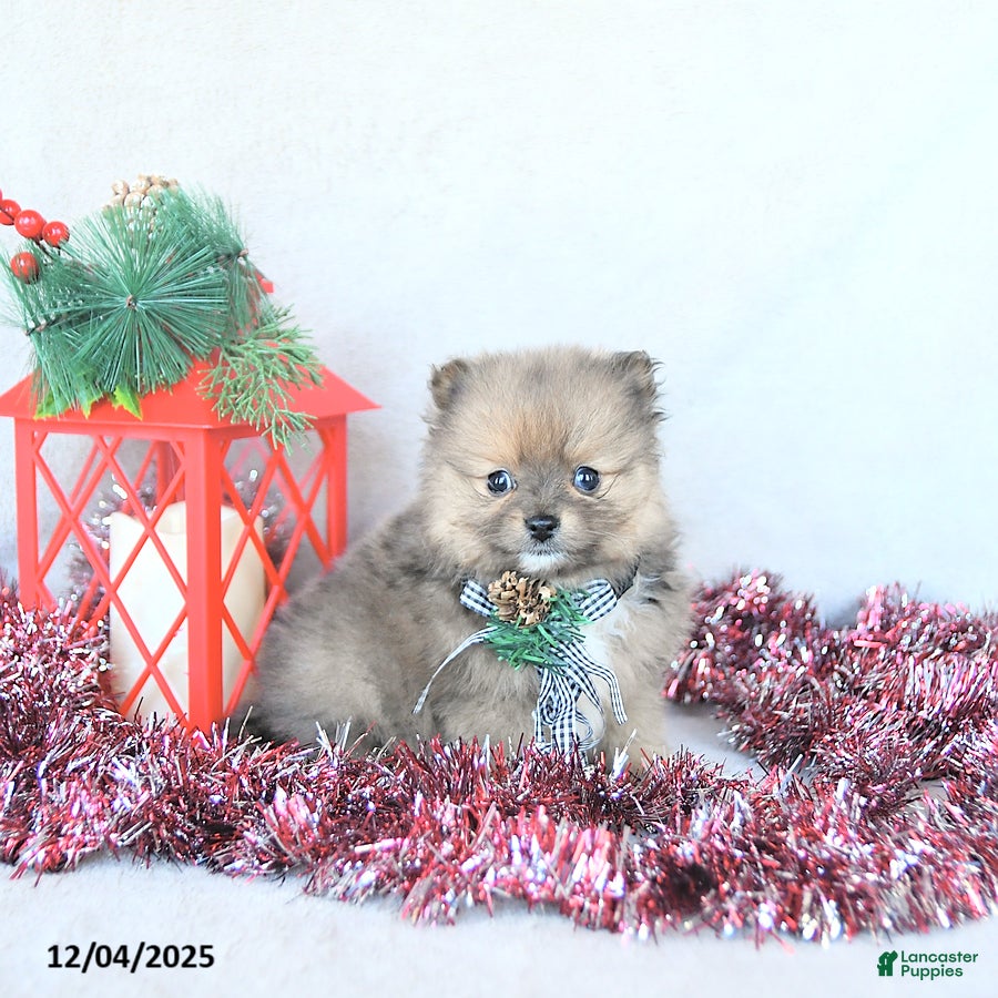 Pomeranian dogs Angel EXTRA SMALL - Ad 40