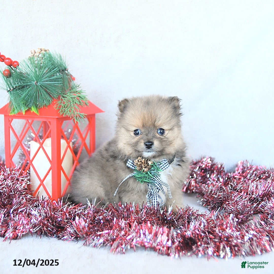 Pomeranian dogs for sale: Angel EXTRA SMALL - Ad 1
