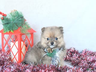 Pomeranian dogs Angel EXTRA SMALL - Ad 38