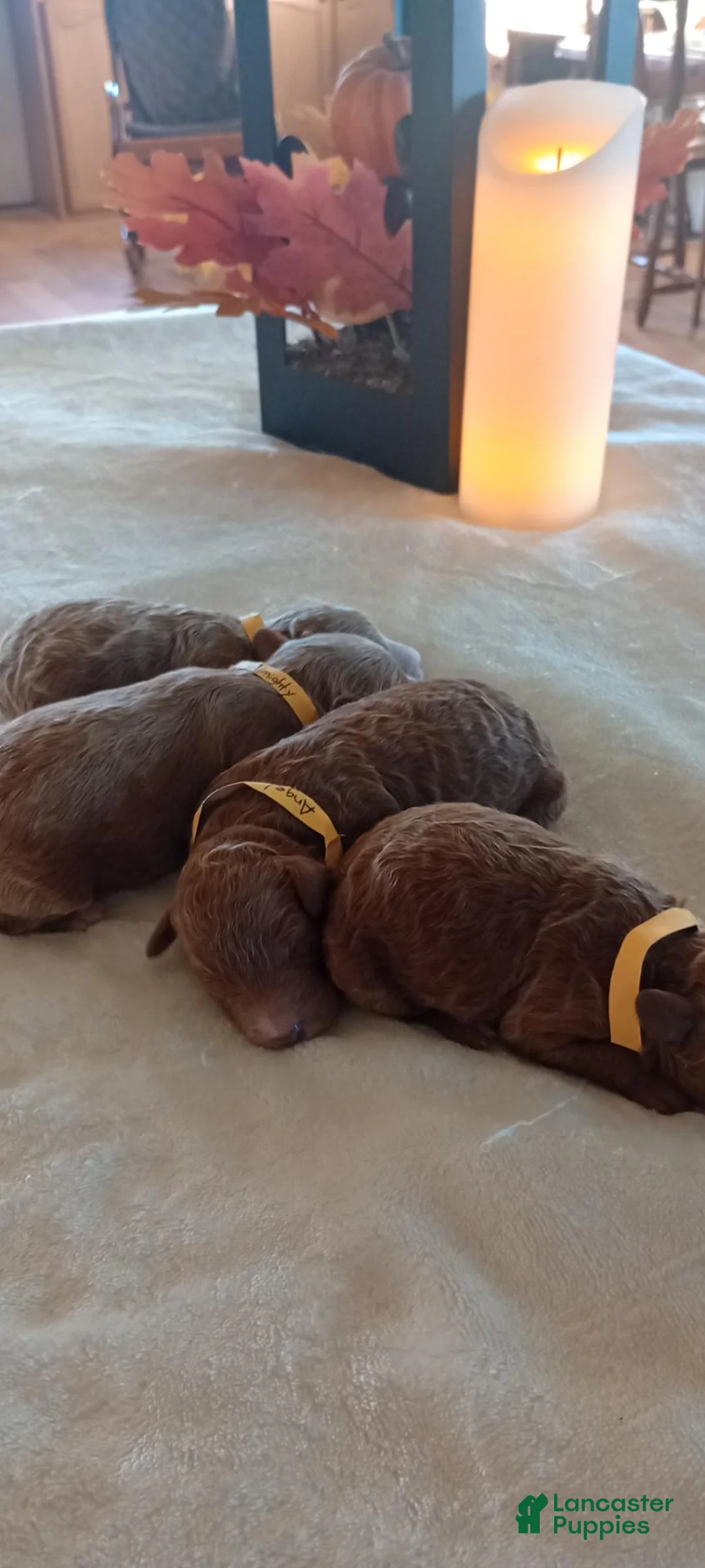 Mini Goldendoodle dogs for sale: Mr. Arrow - Ad 3