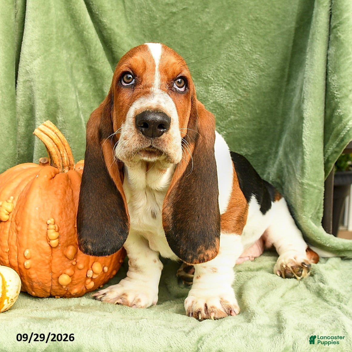 Basset Hound dogs Darcy - Ad 1