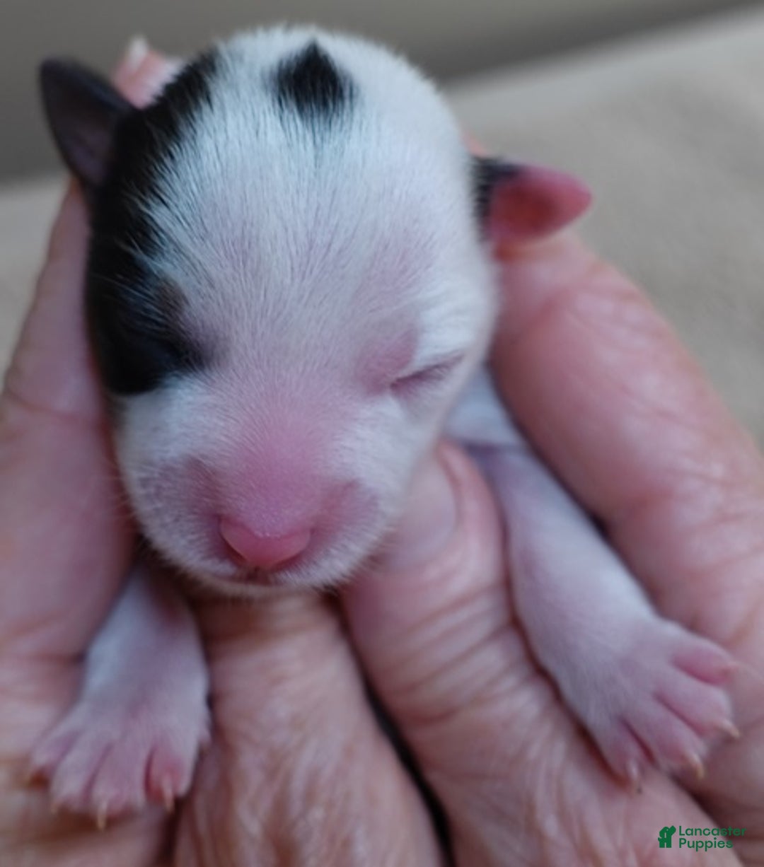 Yorkshire Terrier dogs for sale: Kiko girl - Ad 9