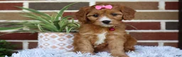 Cavapoo dogs for sale: Honey - Ad 12