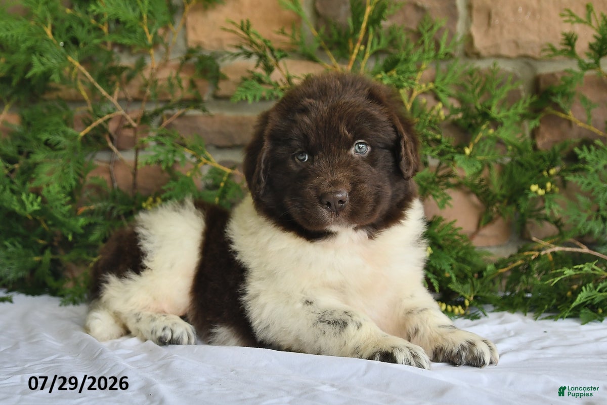 Newfoundland dogs Mia - Ad 1