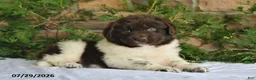 Newfoundland dogs for sale: Mia - Ad 1