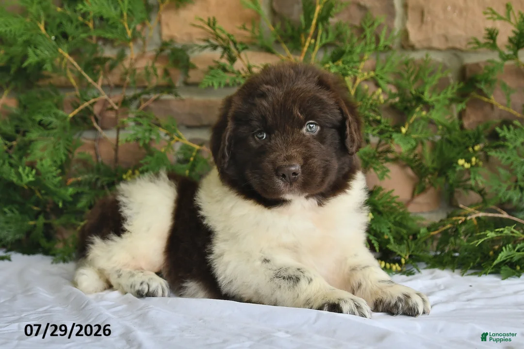 Newfoundland dogs for sale: Mia - Ad 1