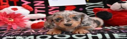 Miniature Dachshund dogs for sale: Cookie - Ad 2