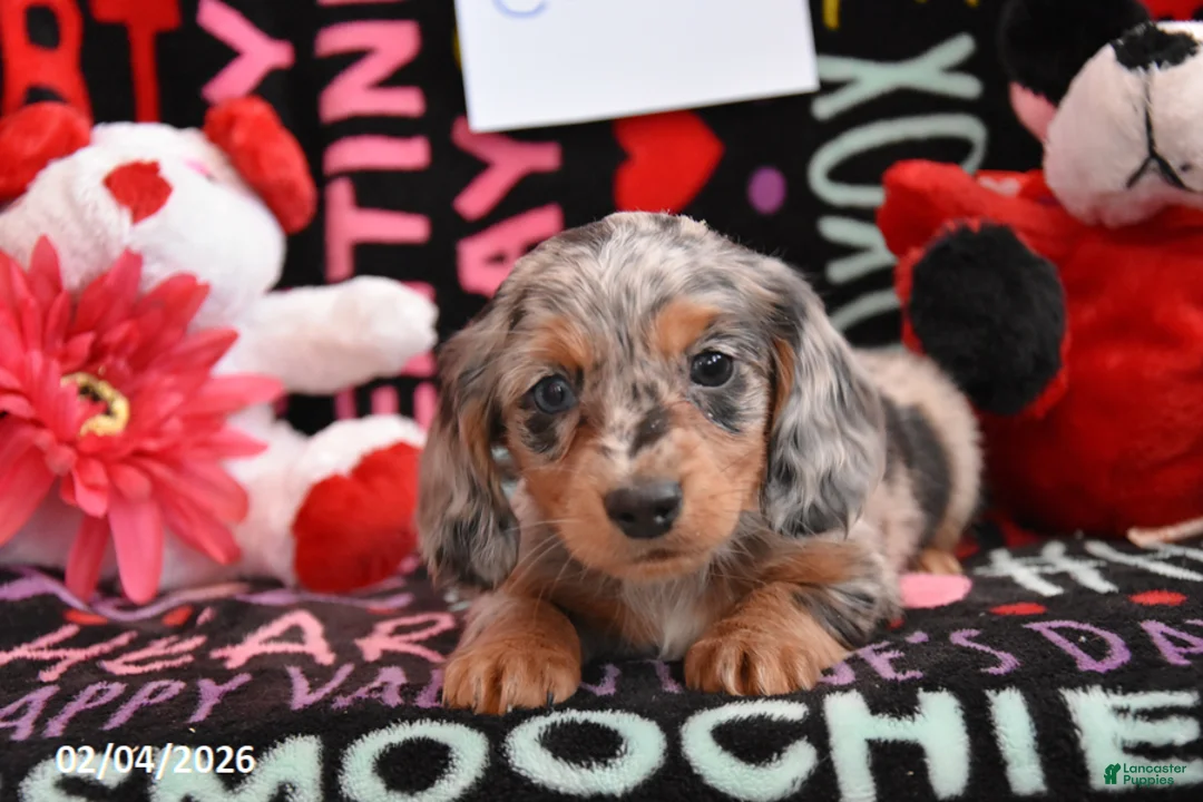 Miniature Dachshund dogs for sale: Cookie - Ad 2