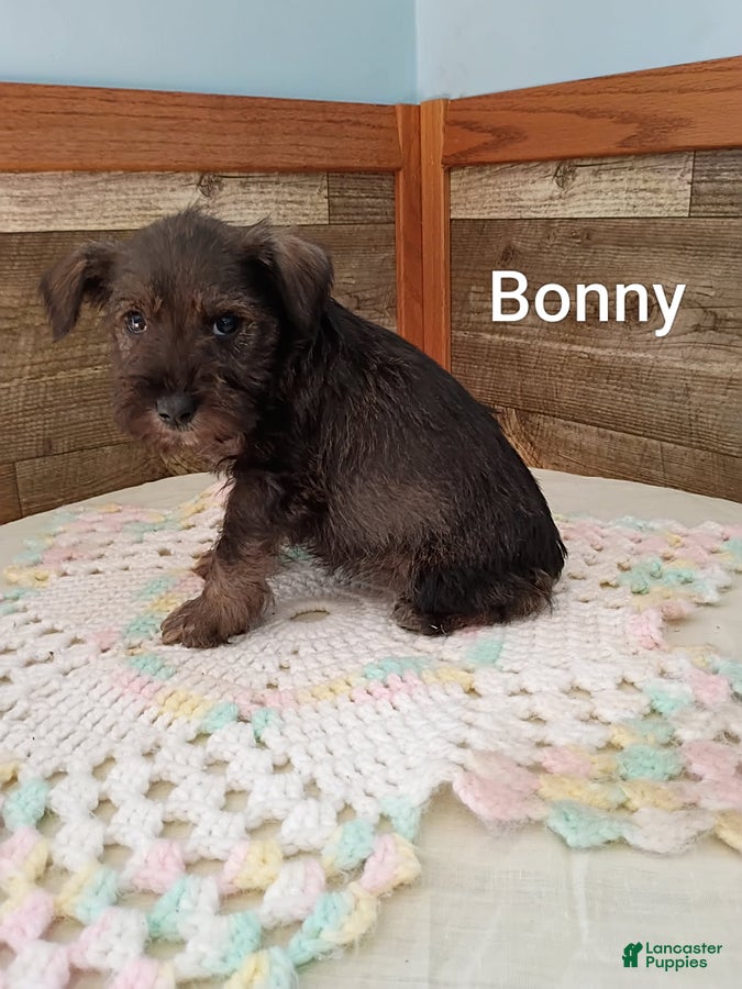 Miniature Schnauzer dogs Bonny - Ad 2