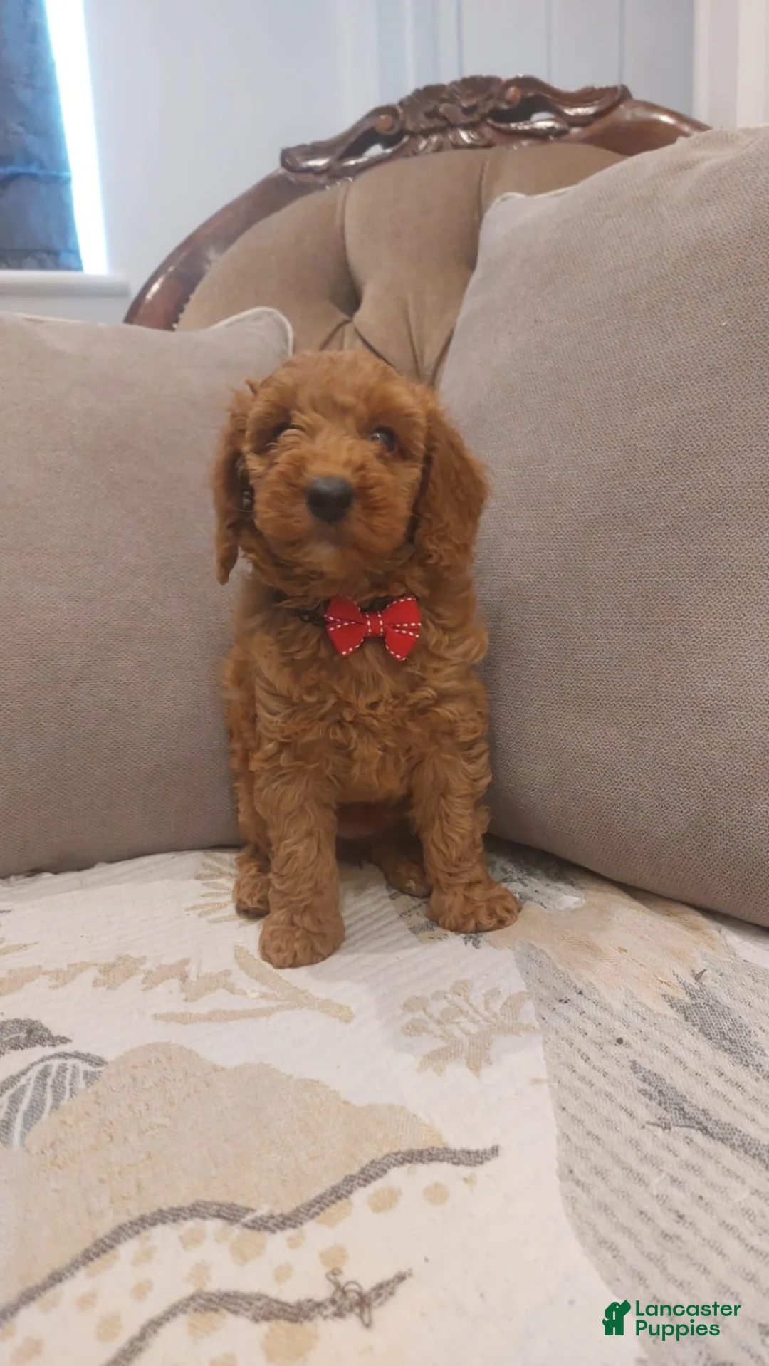 Cavapoo dogs for sale: Cavapoo 1 - Ad 1