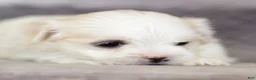 Maltese dogs for sale: Millie Maltese Puppy  - Ad 23