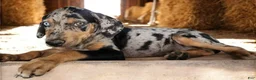 Catahoula Leopard Dog dogs for sale: Jesse 2026 F5 - Ad 4