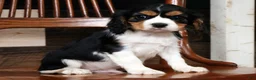 Cavalier King Charles Spaniel dogs for sale: Steven - Ad 6