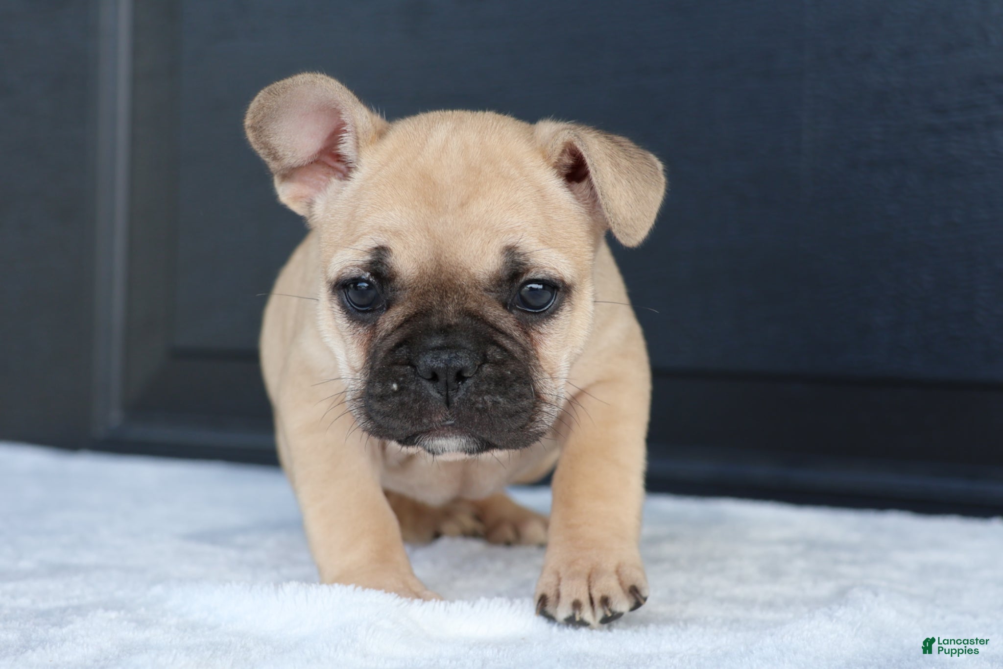 French Bulldog dogs for sale: Rhoda - Ad 2