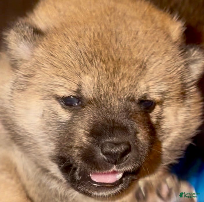 Shiba Inu dogs Ember - Ad 41