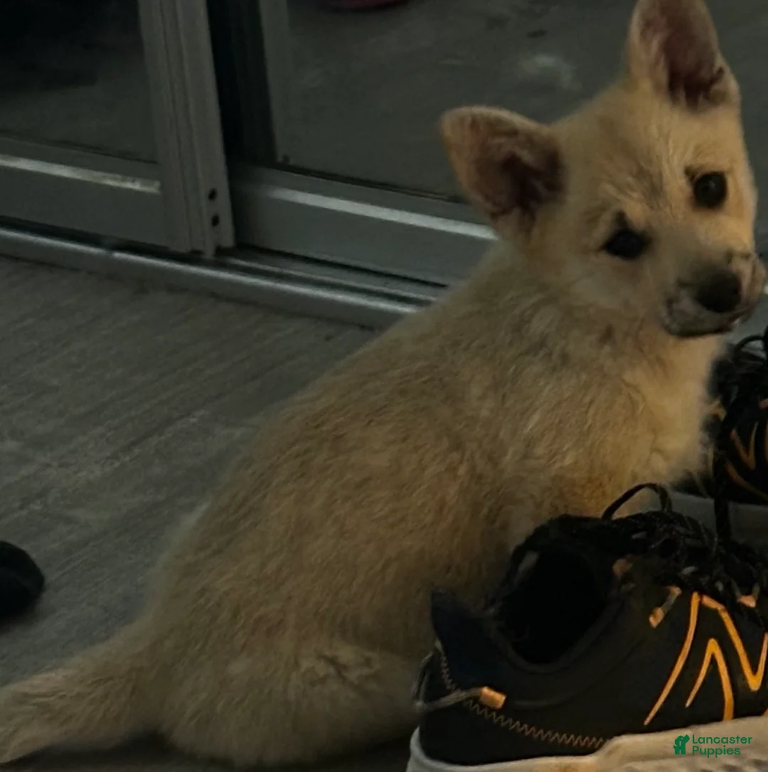 Welsh Corgi Pembroke dogs for sale: Welsh Corgi Pembroke Puppy 2 - Ad 1