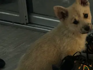 Welsh Corgi Pembroke dogs Welsh Corgi Pembroke Puppy 2 - Ad 10