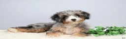 Mini Bernedoodle dogs for sale: Fern  - Ad 6