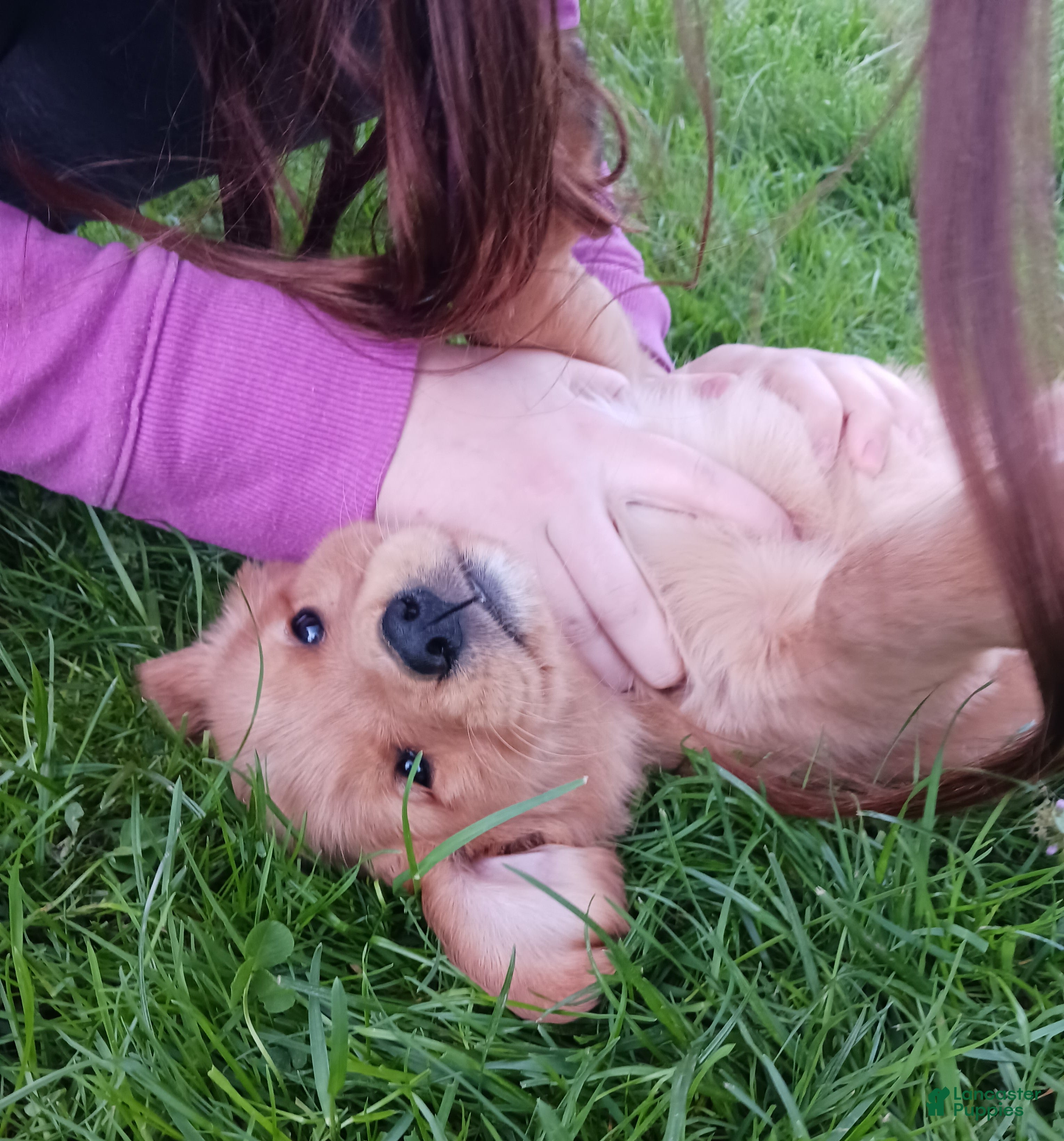 Golden Retriever dogs Brody - Ad 16