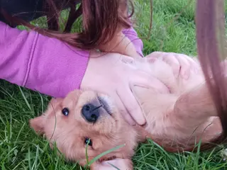 Golden Retriever dogs Brody - Ad 27