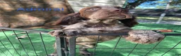 English Springer Spaniel dogs for sale: Anchor - Ad 2