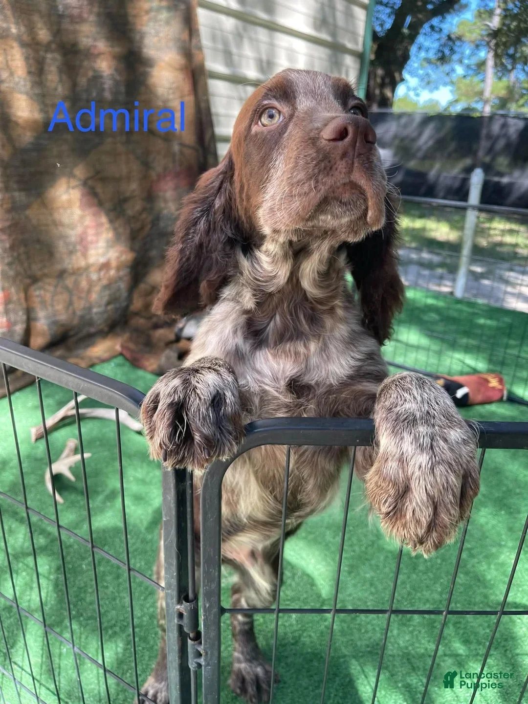 English Springer Spaniel dogs for sale: Anchor - Ad 2