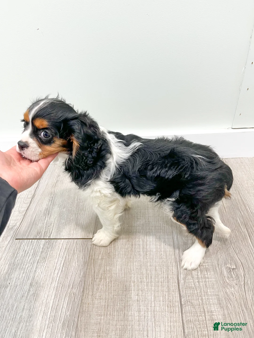 Cavalier King Charles Spaniel dogs for sale: Duff - Ad 7