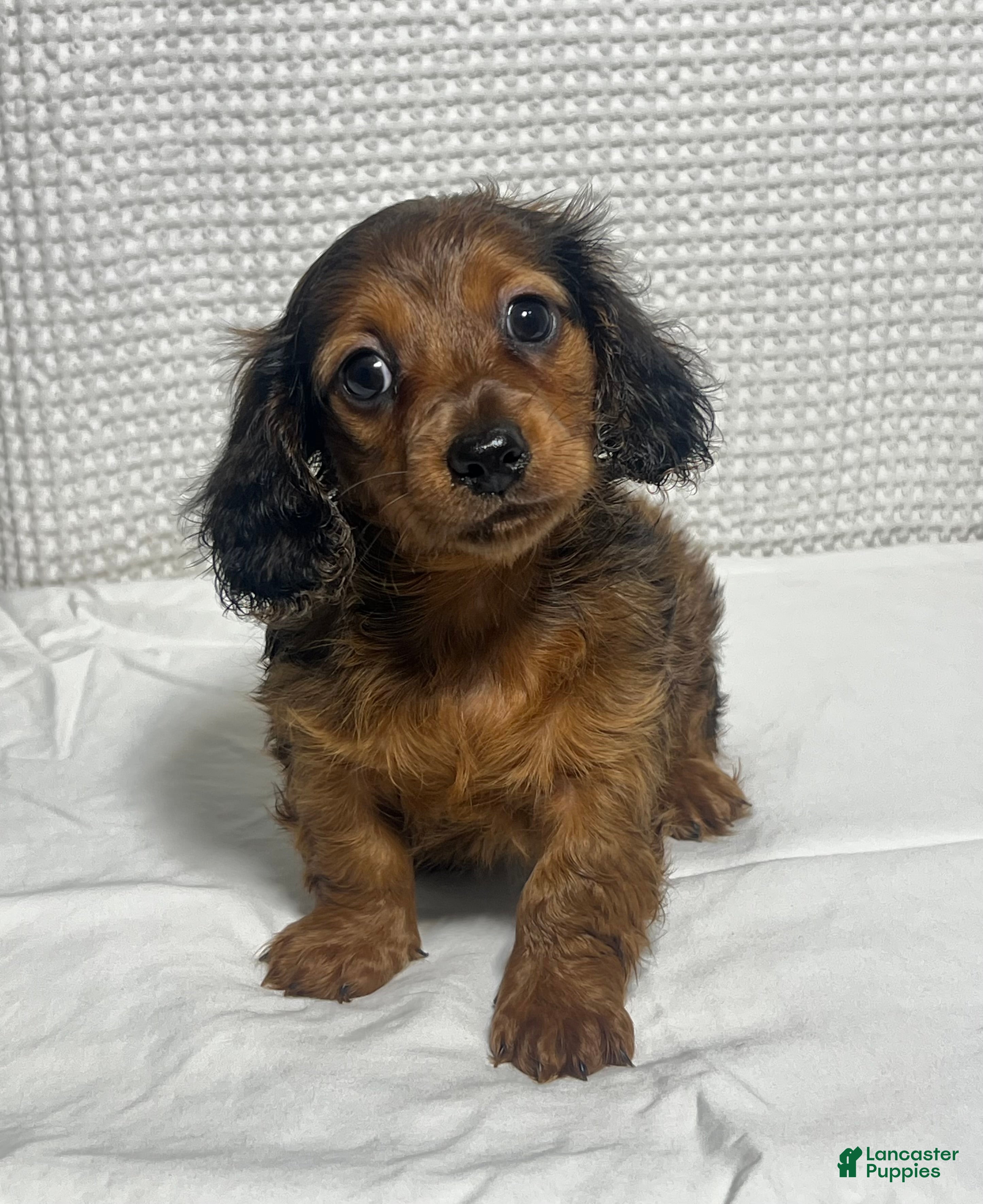 Miniature Dachshund dogs Theo  - Ad 1