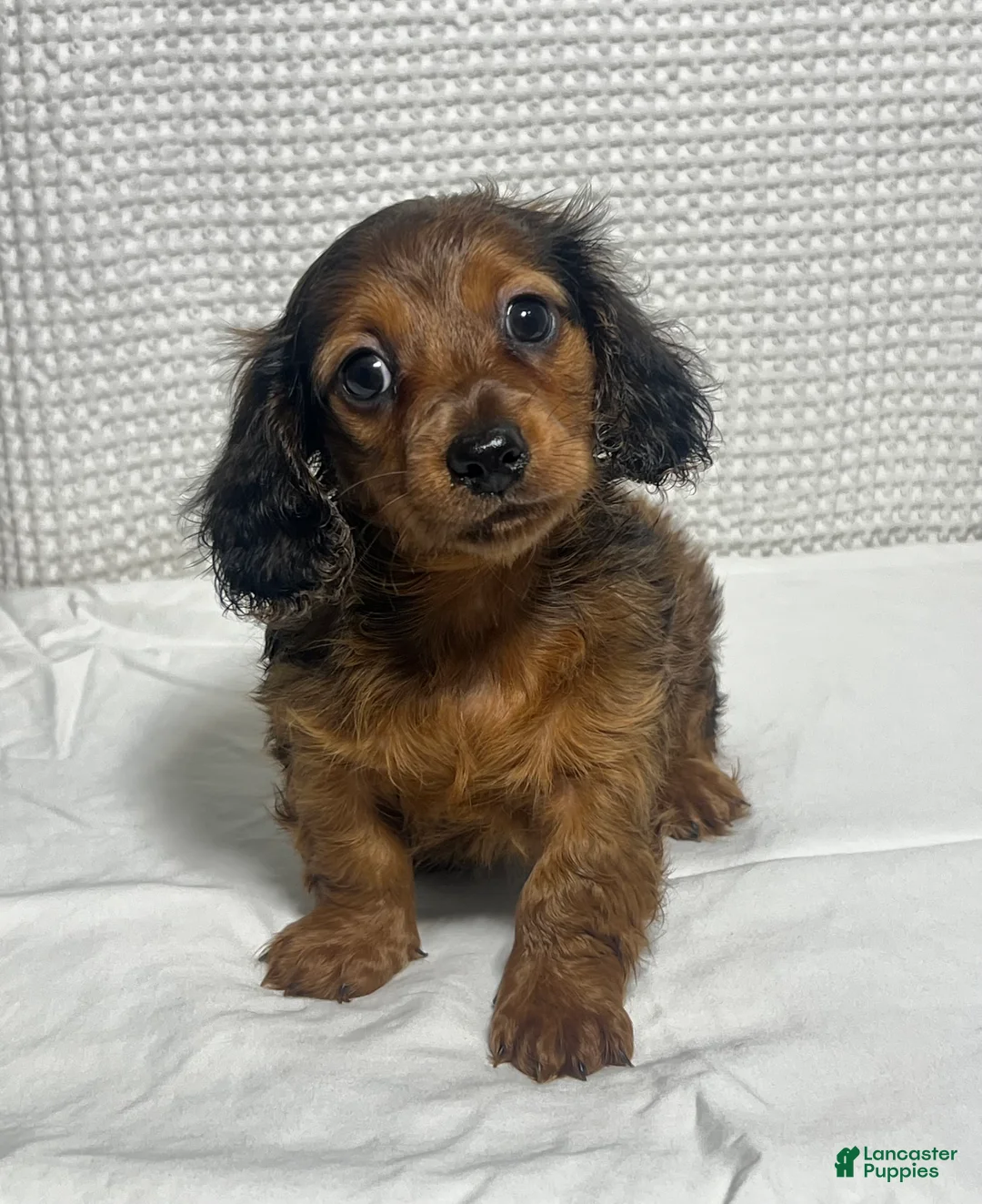 Miniature Dachshund dogs for sale: Theo  - Ad 1
