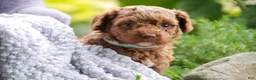 Miniature Poodle dogs for sale: Zena - Ad 6