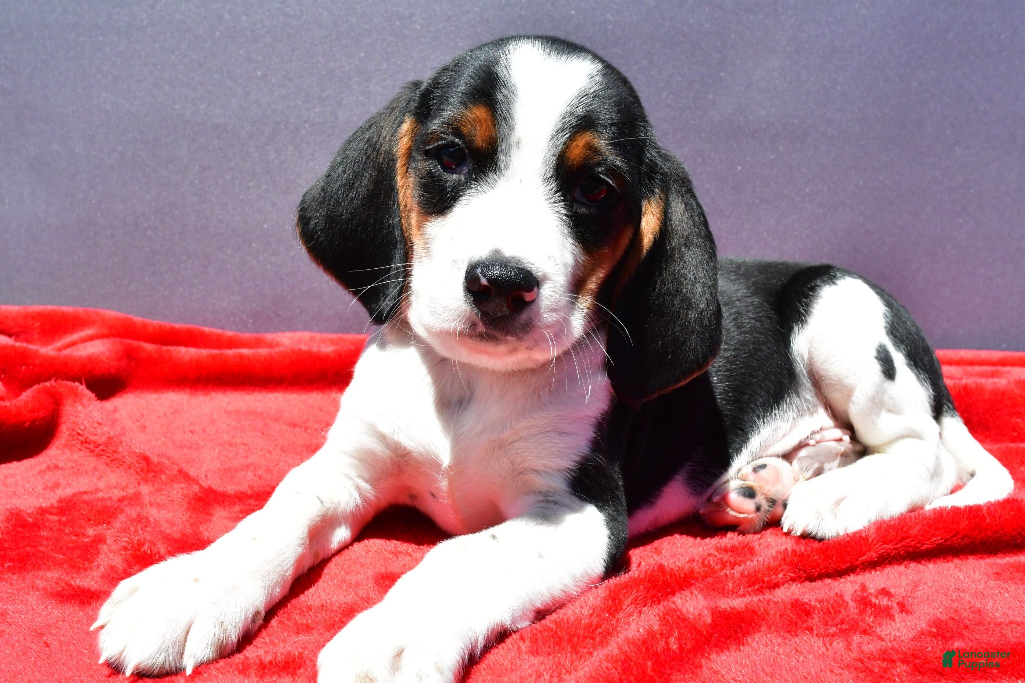 Beagle dogs Rudy - Ad 2