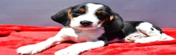 Beagle dogs for sale: Rudy - Ad 2